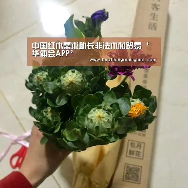 中国红木需求助长非法木材贸易‘华体会APP’(图2) 华体会竞猜